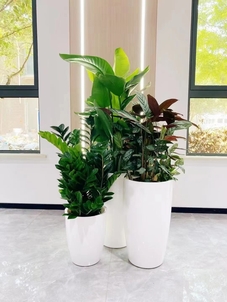 宁波鄞州绿化修剪大揭秘，这些细节你知道吗？